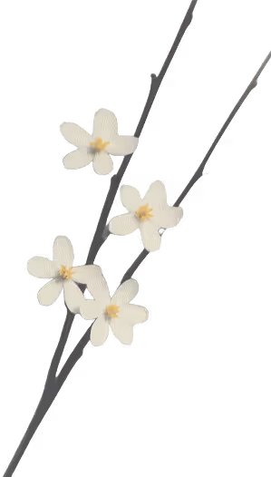 Illustration florale décorative-branche fleurie vanille